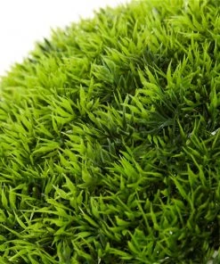 Grayson Lane 22-in Green Artificial Boxwood Plants 7 Grayson Lane 22-in Green Artificial Boxwood Plants -GRAYSON LANE shop 330858314 AlternateImage2 l