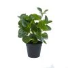 Grayson Lane 13.45-in Green Artificial Peperomia Plant