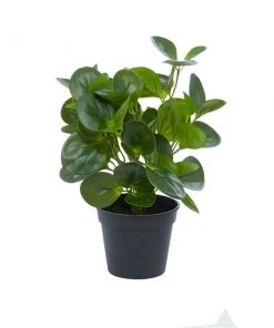 Grayson Lane 13.45-in Green Artificial Peperomia Plant