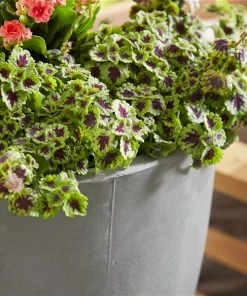 Grayson Lane 13-in W x 29-in H Grey Clay Planter -GRAYSON LANE shop 330941216 AlternateImage3 l