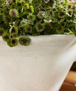 Grayson Lane 16-in W x 10-in H White Ceramic Planter - 3-Pack -GRAYSON LANE shop 330941237 AlternateImage4 l