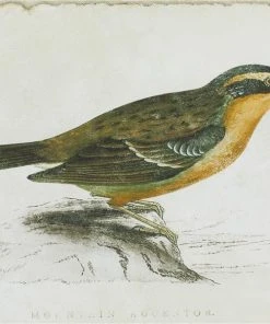 Grayson Lane Brown Wood Framed 23-in H x 27-in W Farmhouse Birds Wood Print - Set of 2 -GRAYSON LANE shop 330945238 AlternateImage4 l